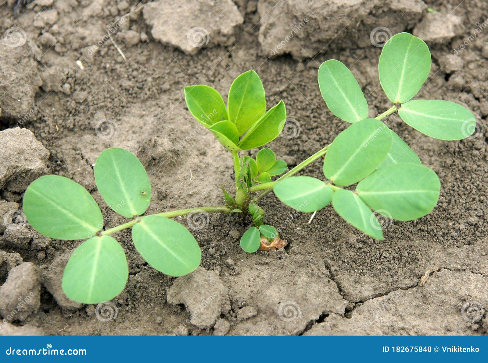 Peanut plant in the spring stock photo. Image of farm 182675840