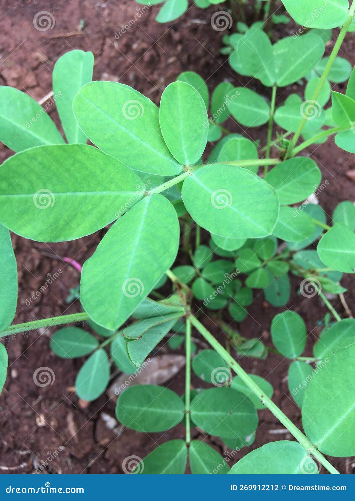 Peanut plants stock photo. Image of season, peanut, peanuts 269912212