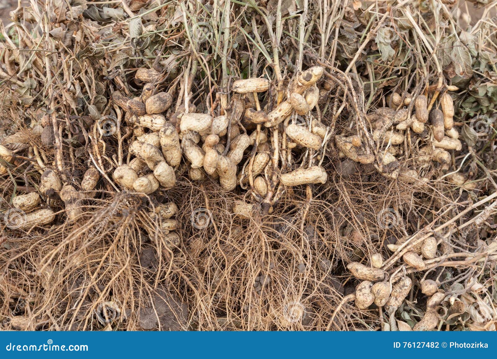 Peanut Plants with Roots Closeup Stock Photo Image of bunch, fresh