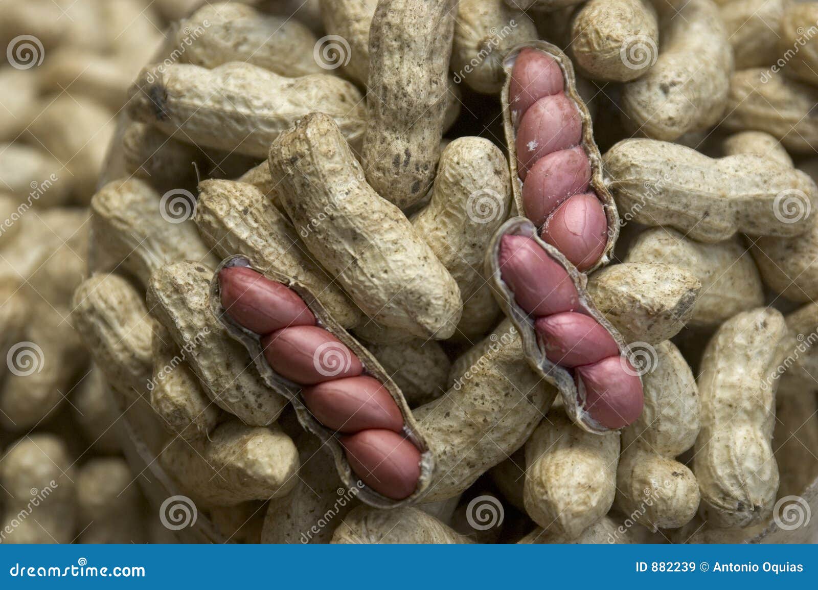 Peanuts stock image. Image of shell, group, peanuts, philippines 882239