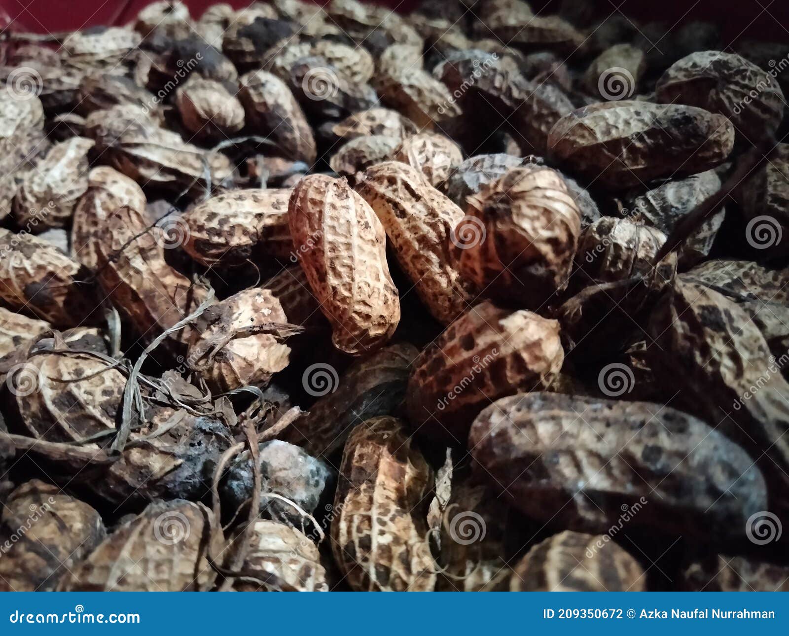 Peanuts are Dirty and the Quality is Not Good Stock Photo Image of
