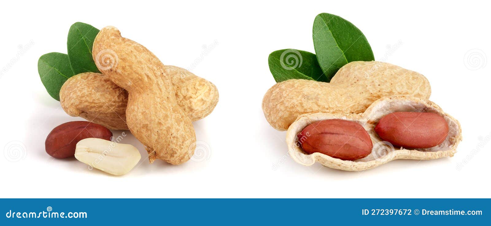 Peanuts with Leaf Isolated on White Background Stock Photo Image of