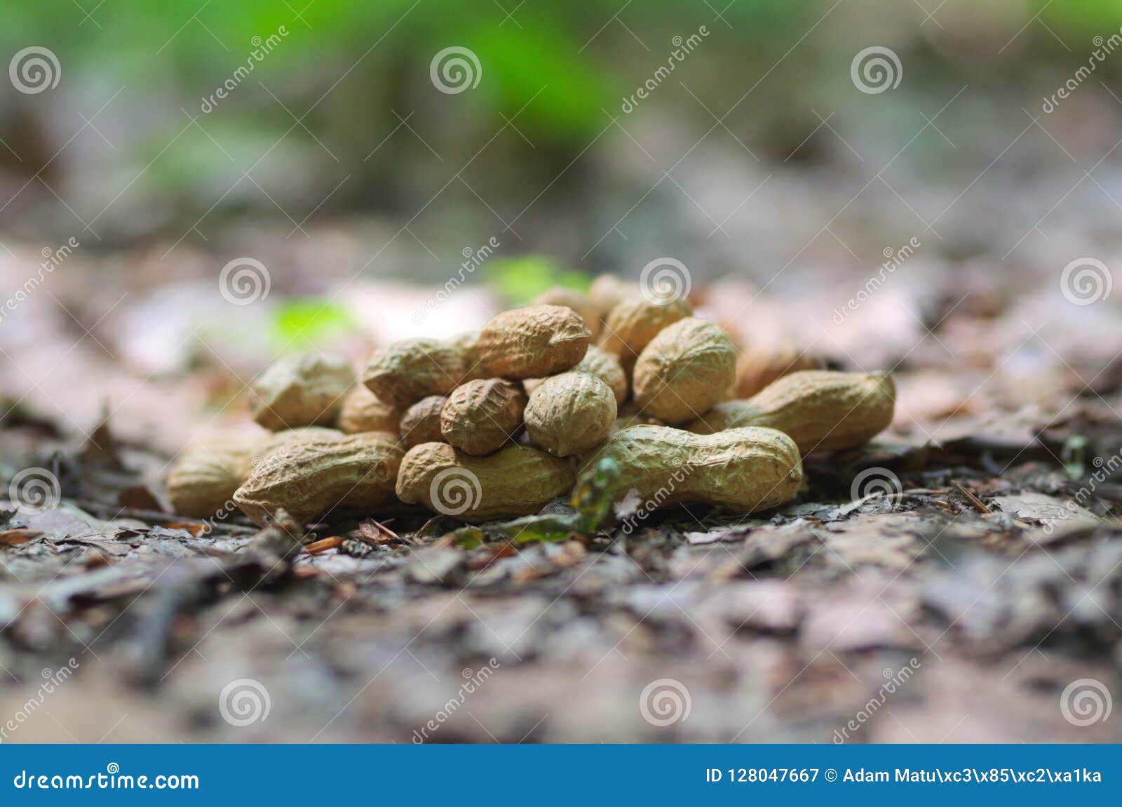 Peanuts in the nature stock image. Image of beautiful 128047667