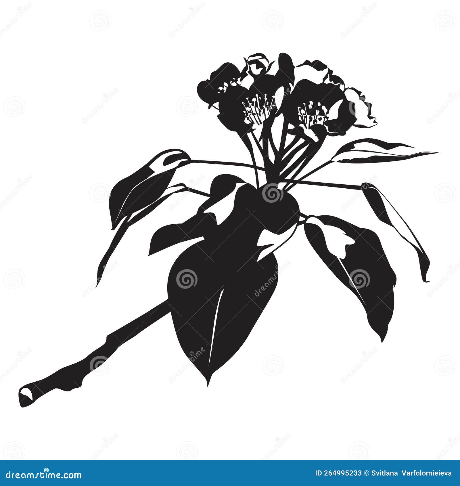 Pear Blossom. Flowering Pear Tree Branch, Blooming Spring Nature