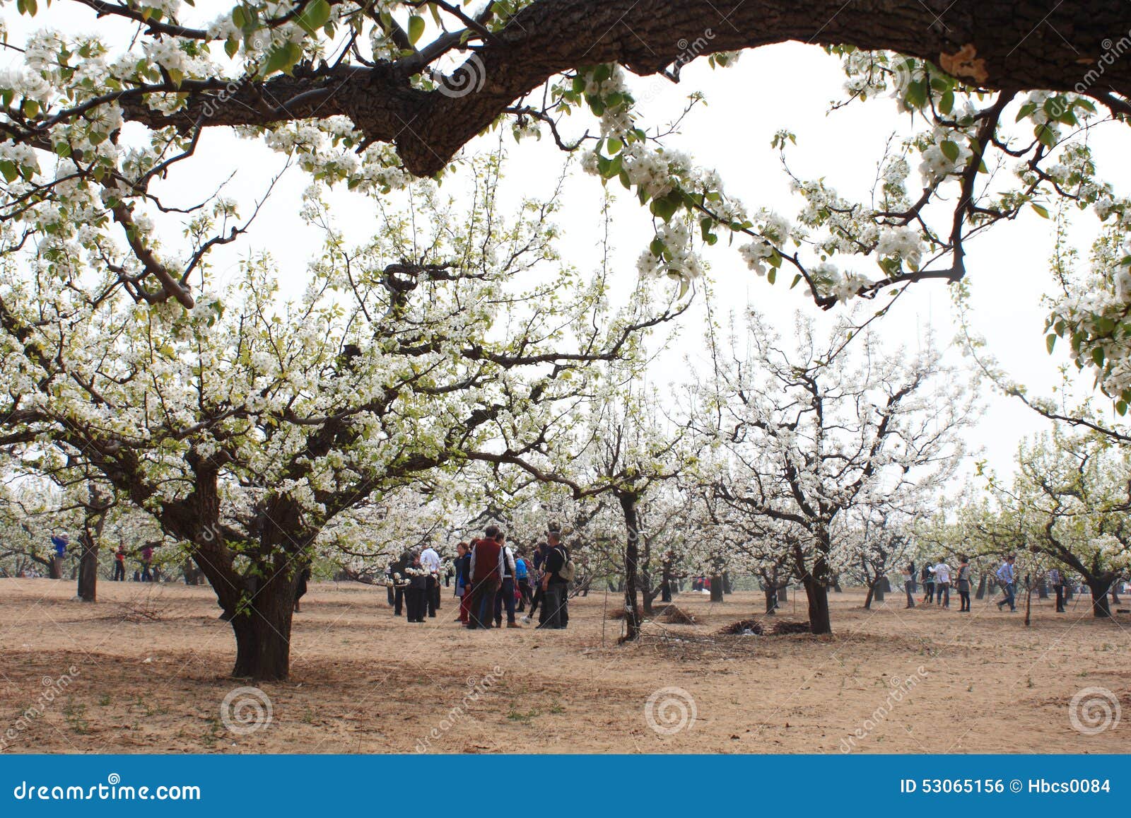 22nd beijing Daxing pear blossom tourism and culture festival.. in Beijing, China.