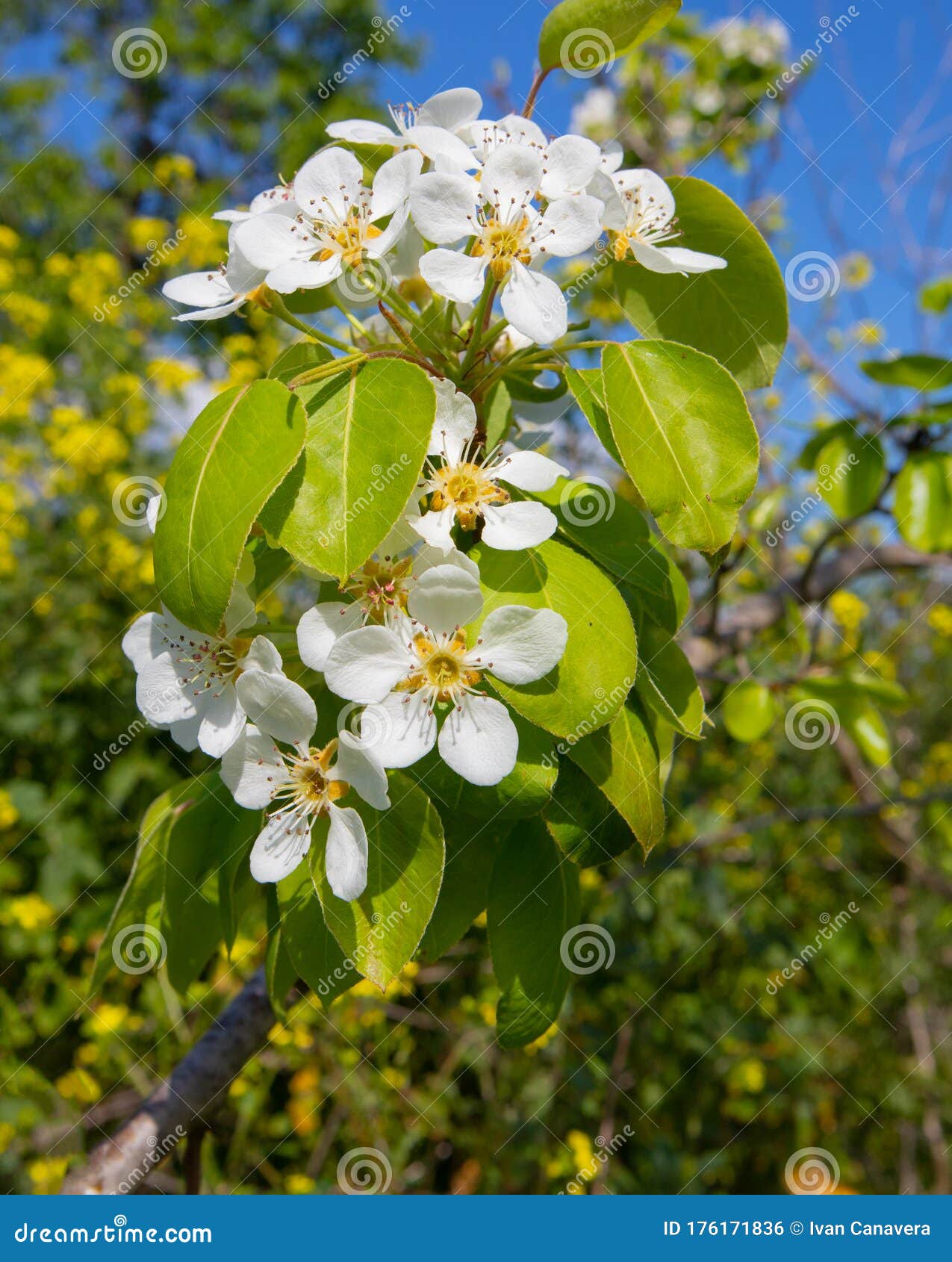 pear flowers with bee fiori bianchi di pero con ape