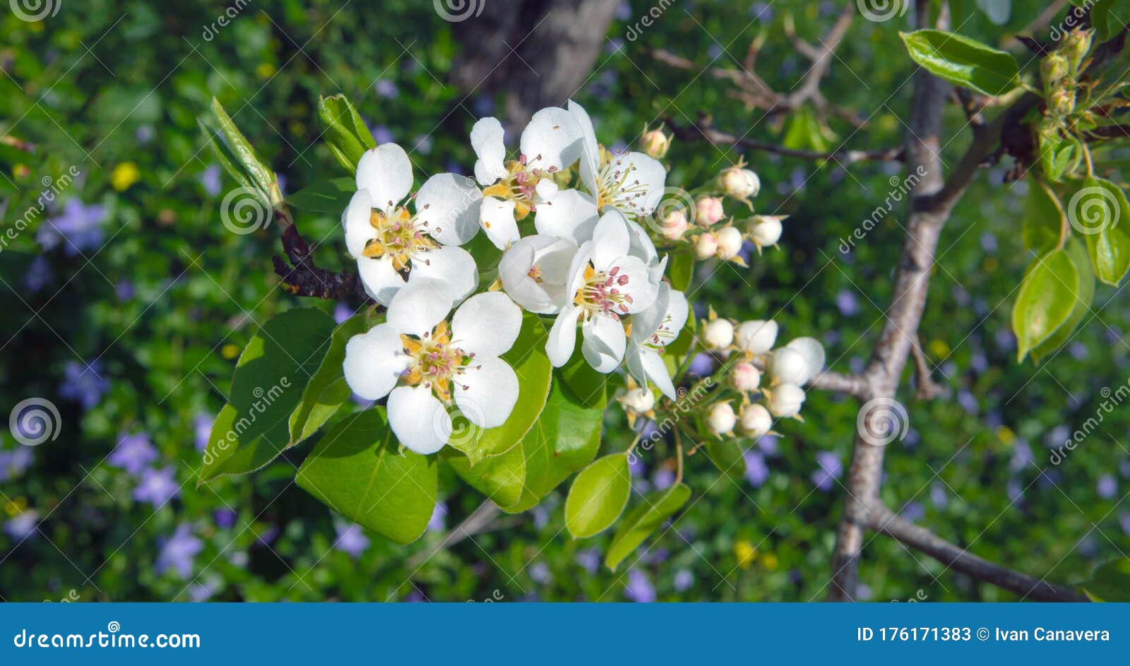 pear flowers with bee fiori bianchi di pero con ape