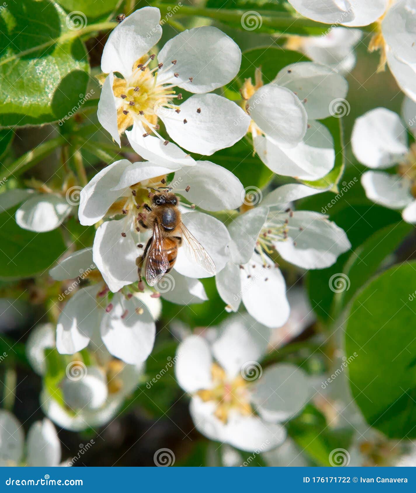 pear flowers with bee fiori bianchi di pero con ape