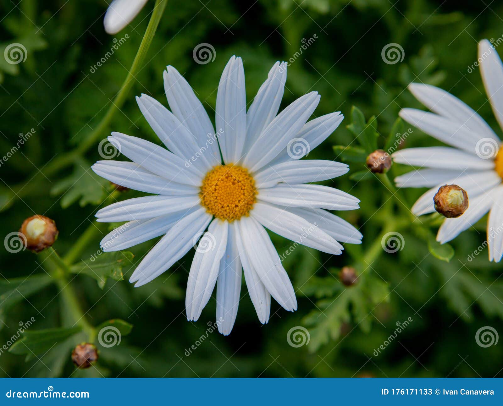 pear flowers with bee fiori bianchi di pero con ape