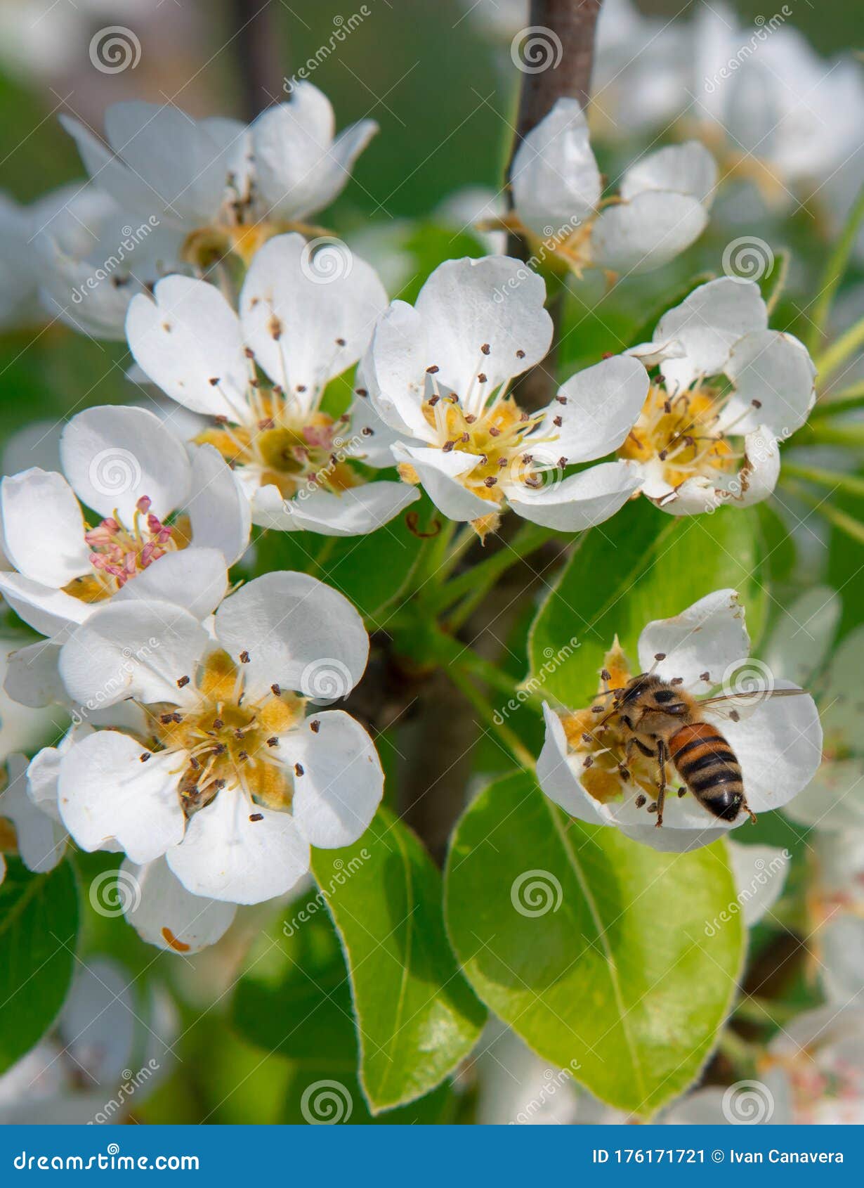 pear flowers with bee fiori bianchi di pero con ape