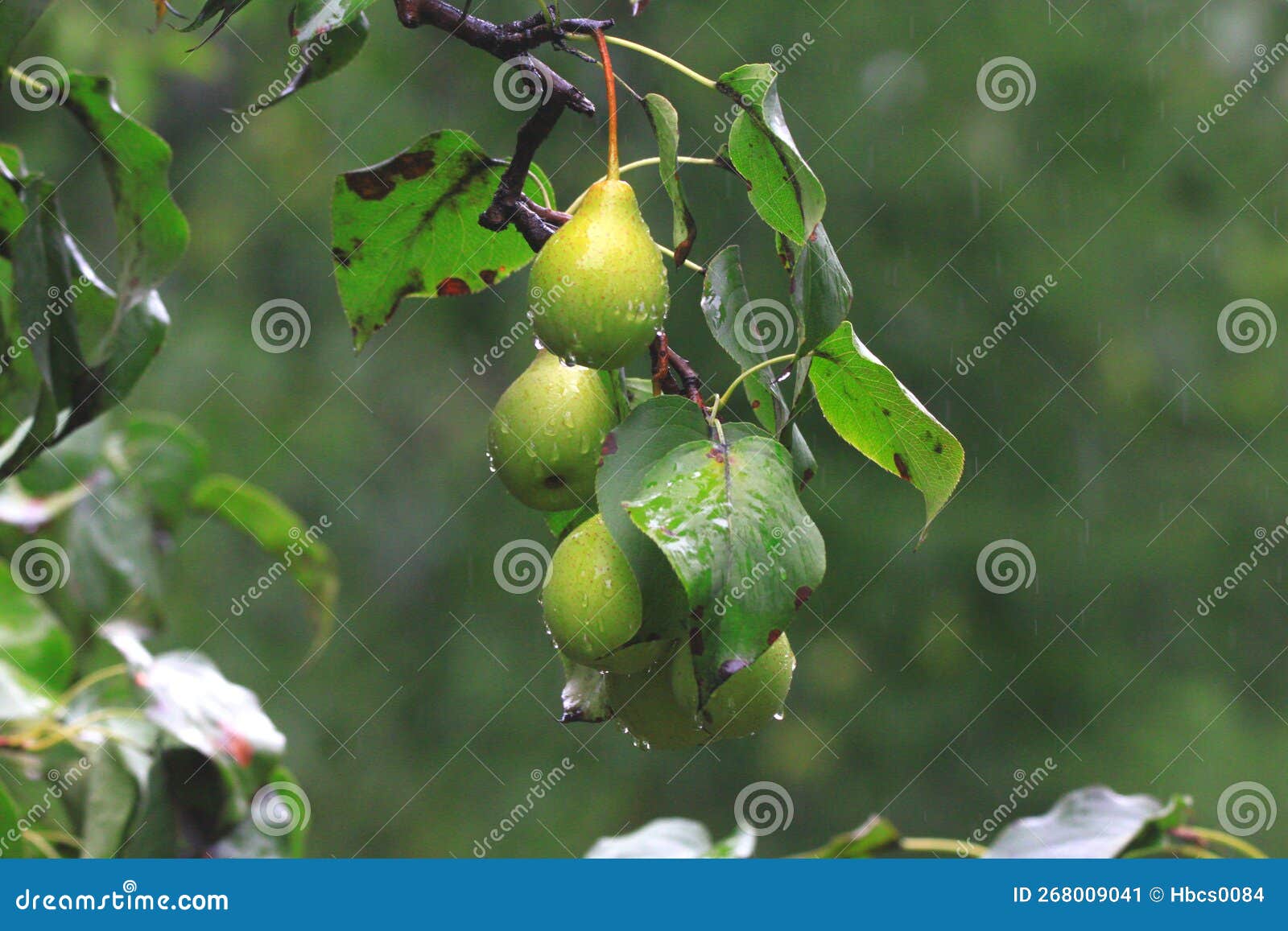 Pear harvest stock image. Image of scene, pear, full 268009041