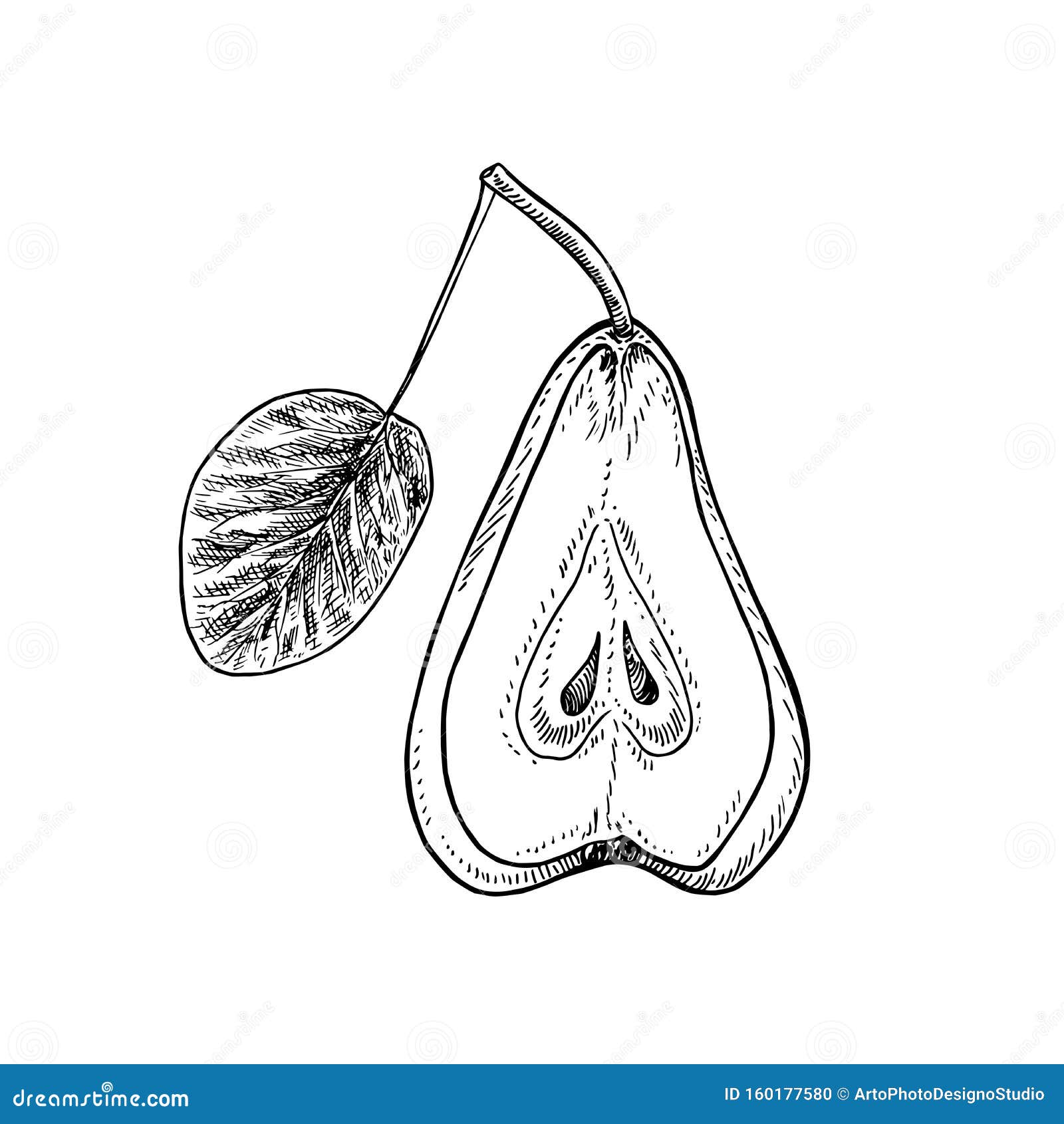 pear with leaf cut half, hand drawn gravure style,  sketch 