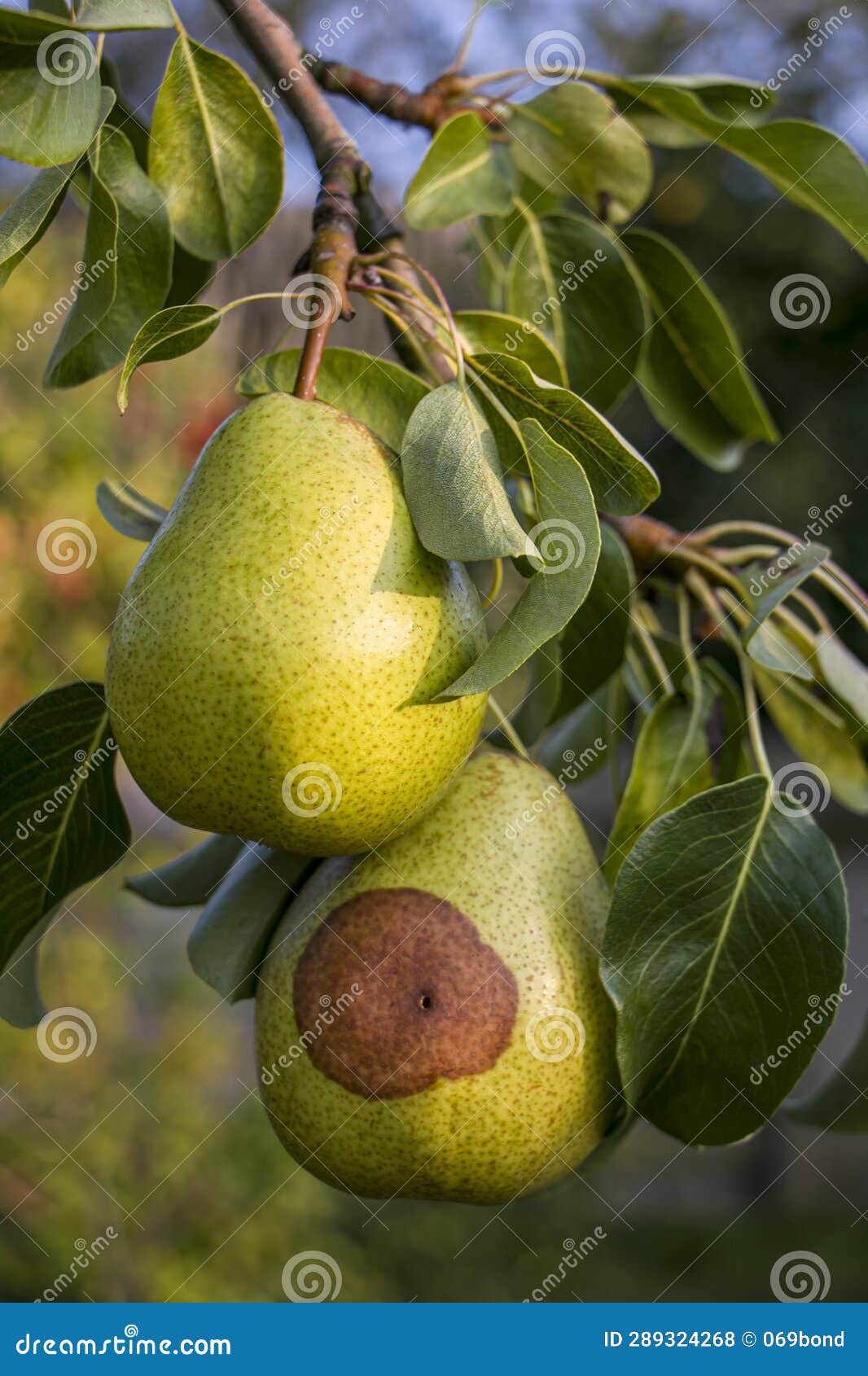 Pear Moniliosis. Pears Rot on a Tree. Fruit Rot of Pear Stock Photo