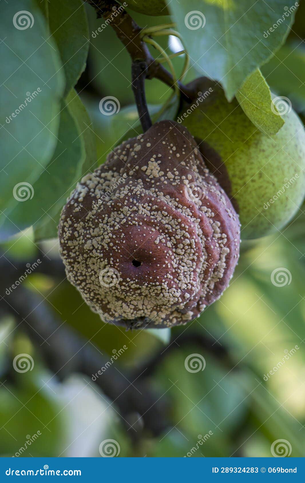Pear Moniliosis. Pears Rot on a Tree. Diseases of Fruit Trees. Stock