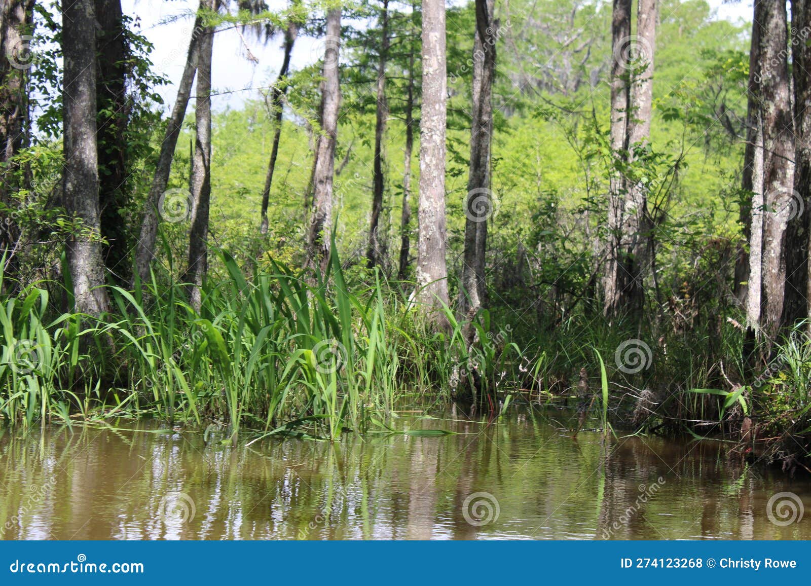 Pear River Landscape in Slidell Louisiana Stock Photo Image of