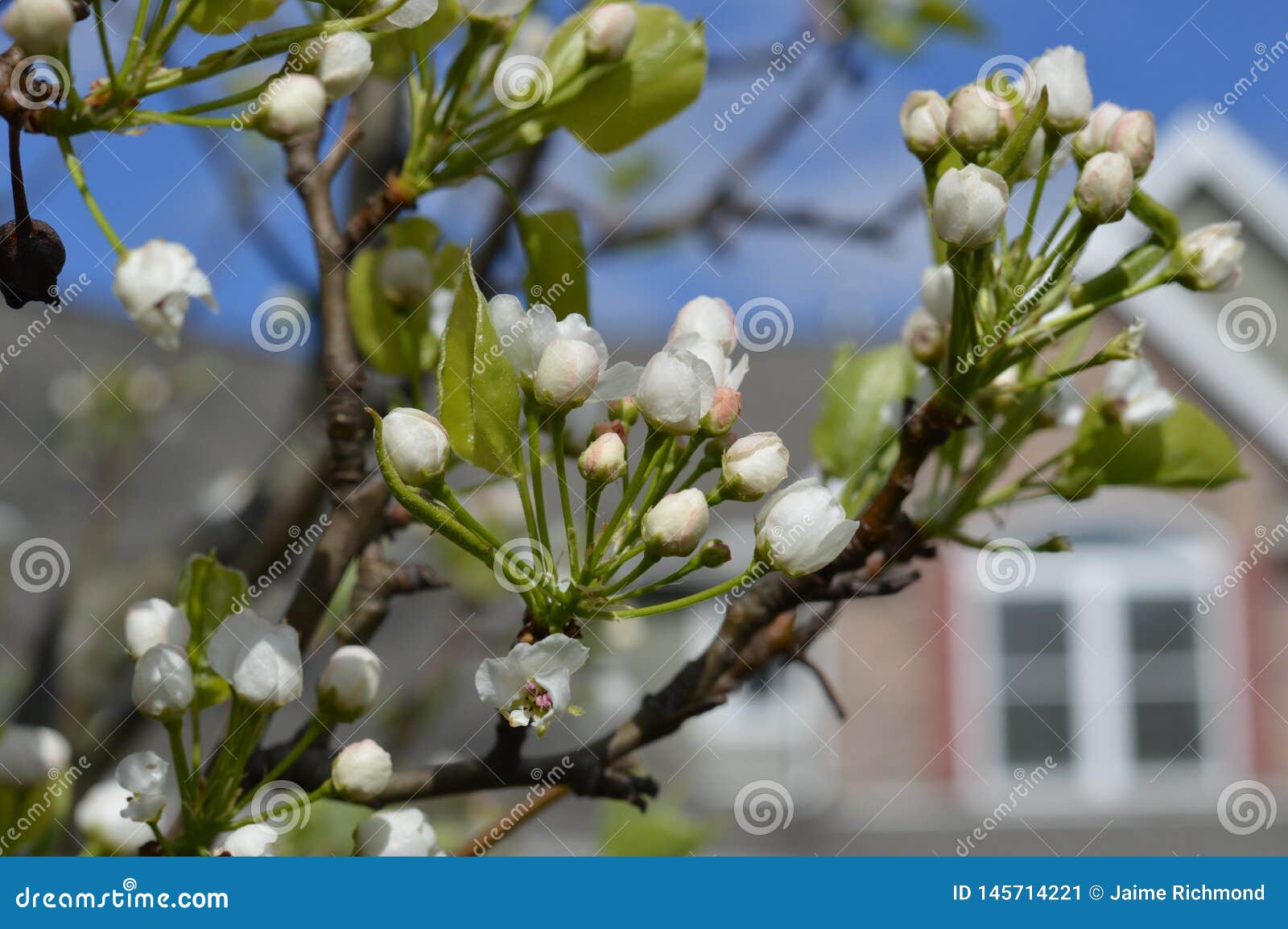 Pear Tree Buds Ready To Bloom Stock Image Image Of Ready View 145714221