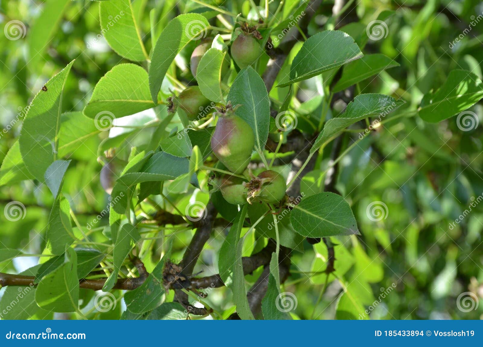 young ovaries on a pear tree in early summer.