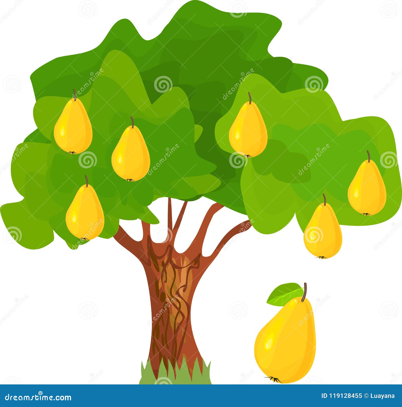 Pear-tree with Green Leaves and Ripe Yellow Fruits Stock Vector ...