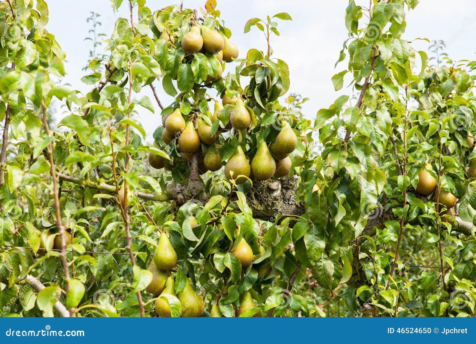 pear trees laden with fruit in an orchard