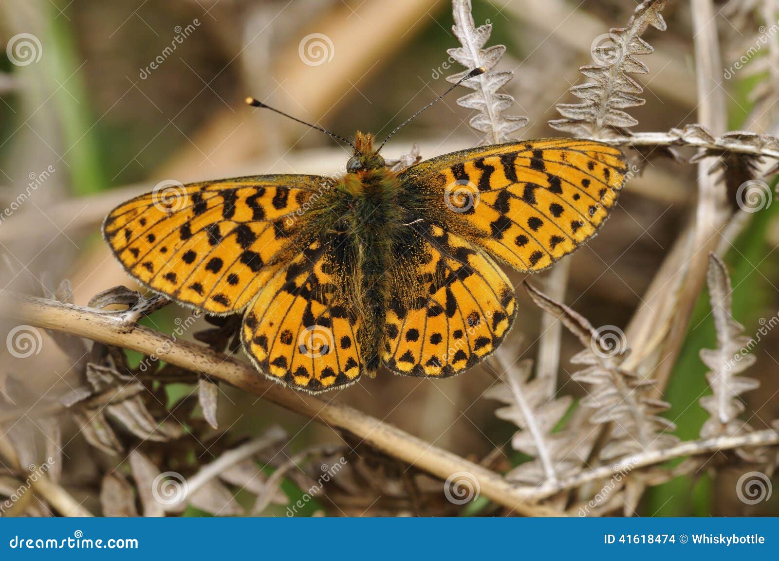 pearl-bordered fritillary butterfly