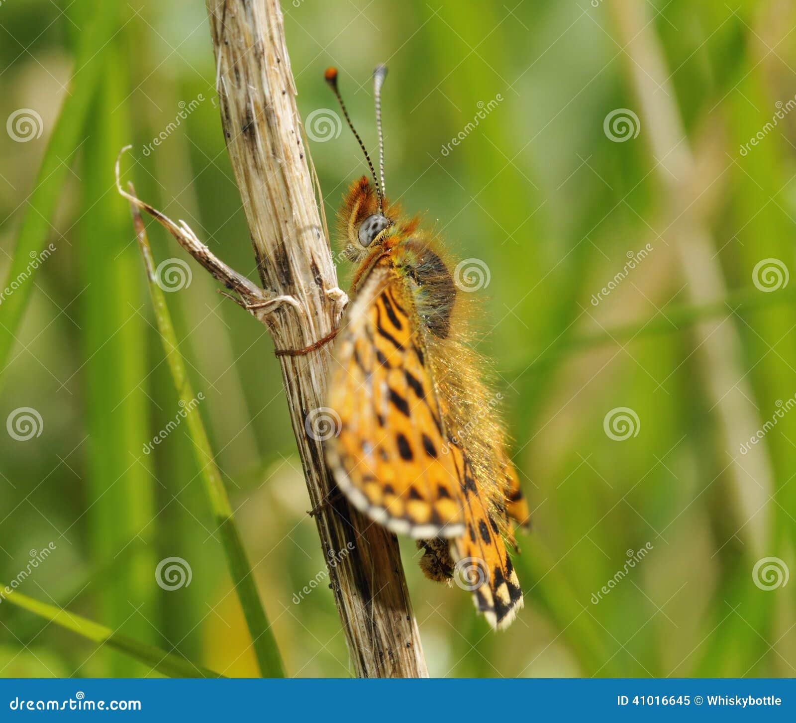 pearl-bordered fritillary butterfly