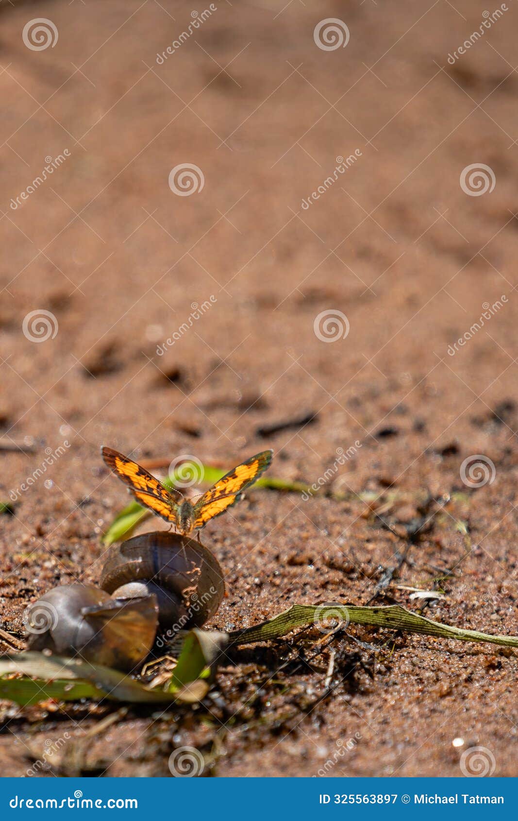 pearl crescent butterfly (phyciodes tharos) standing on a snail shell with copy space