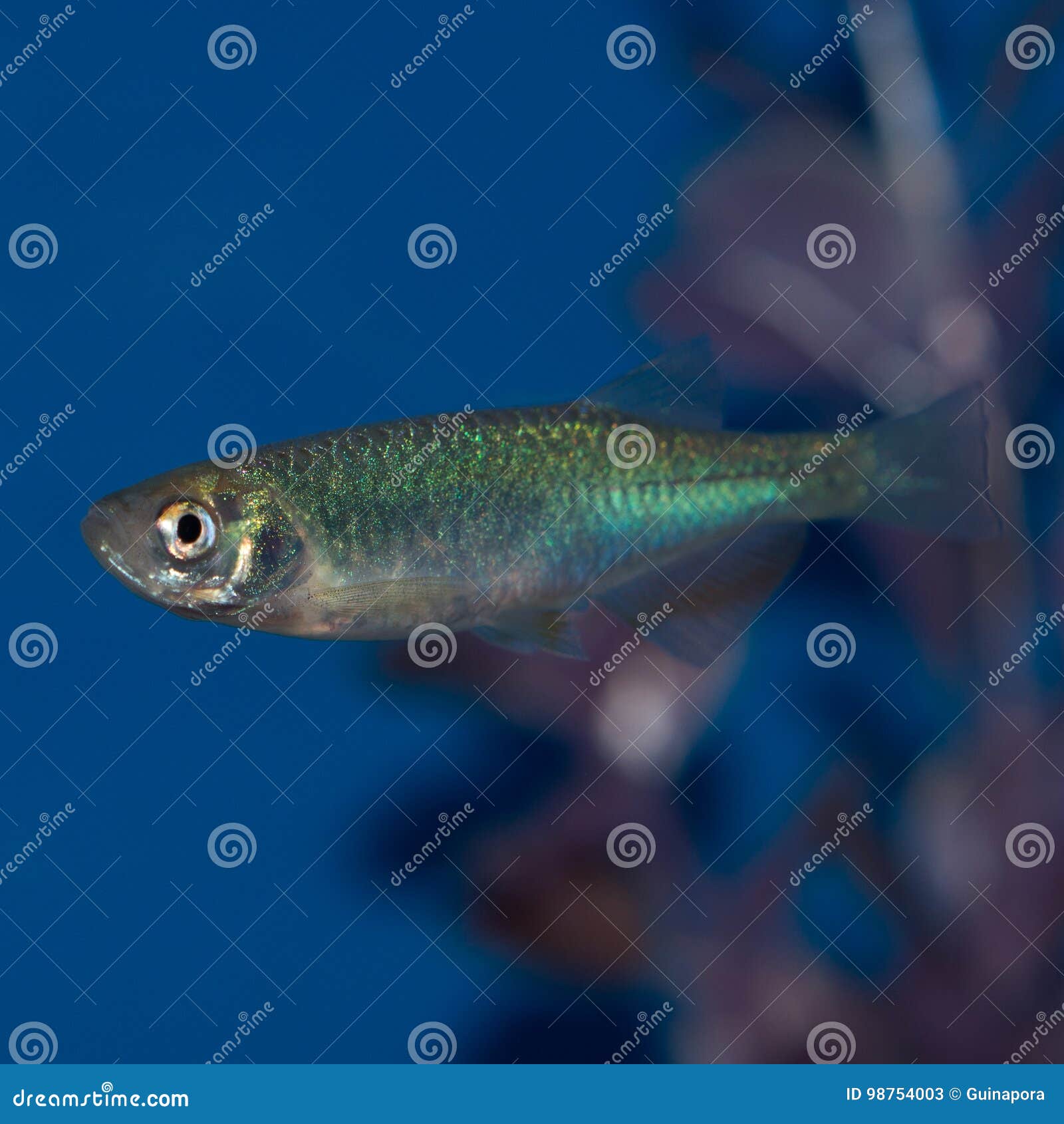 Minnow Family Stock Photos - Free & Royalty-Free Stock Photos from  Dreamstime