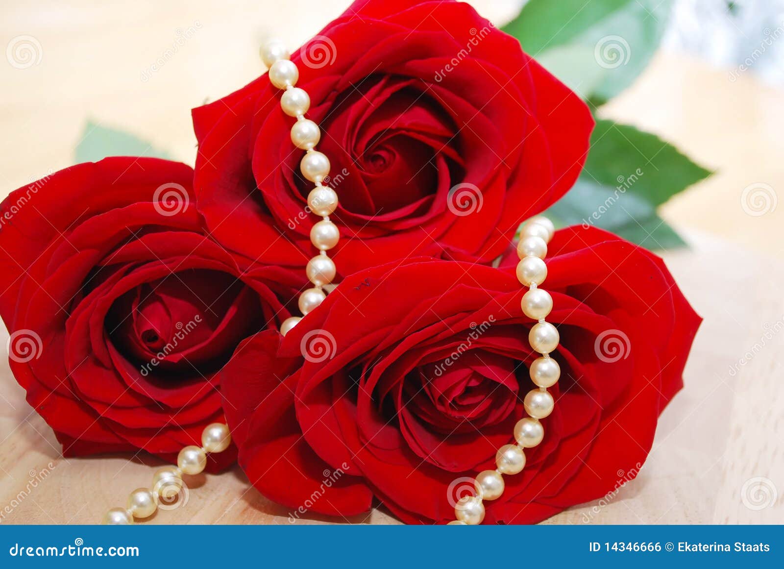 Pearl Jewelry Set in Red Roses Stock Photo Image of pearl, season