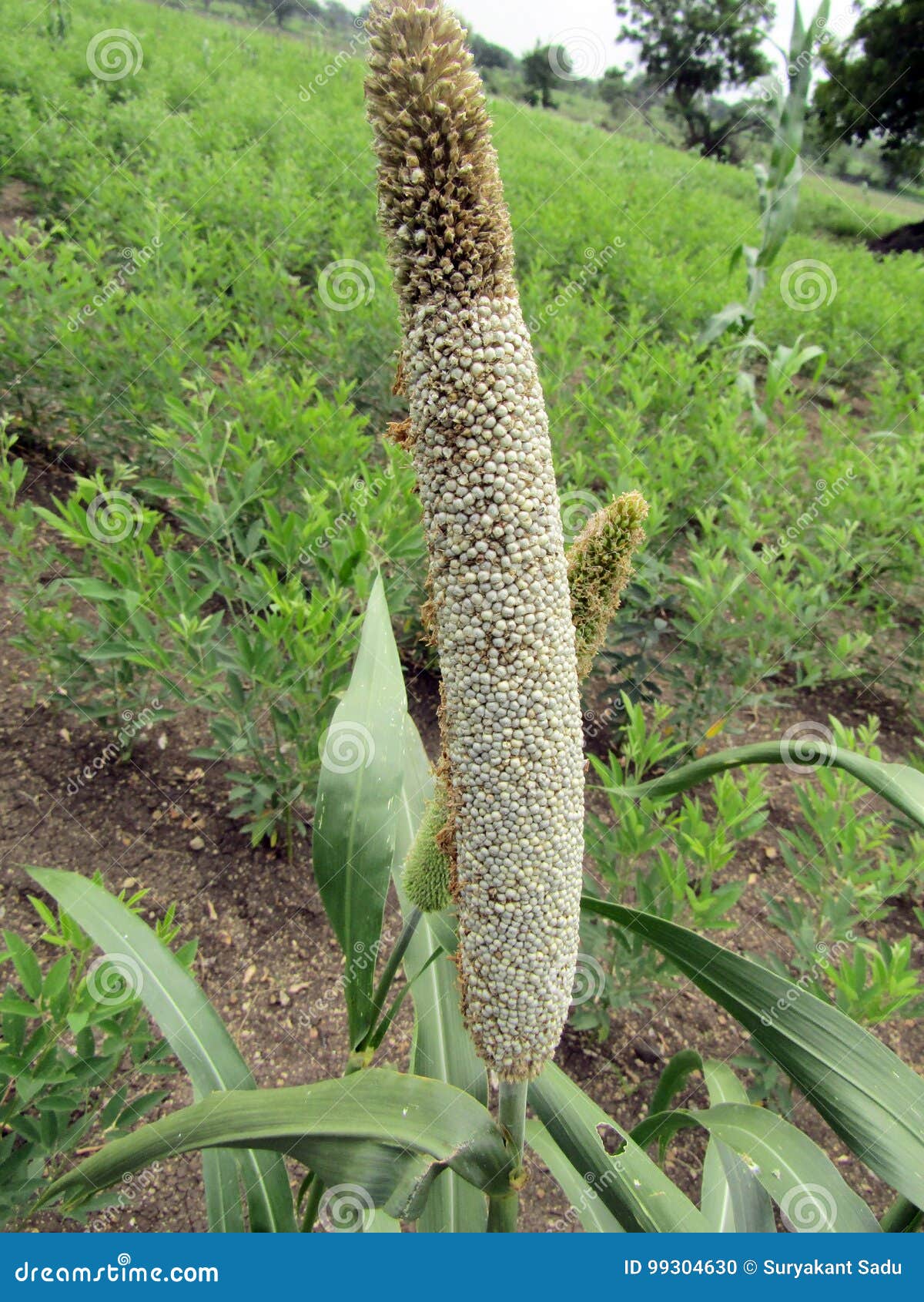 pearl millet