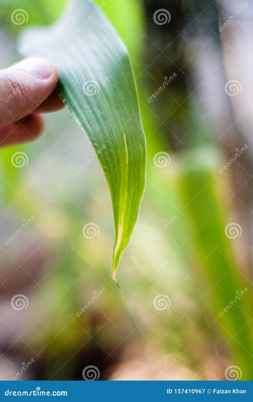 Pearl millet leaf closeup stock image. Image of fibre 157410967
