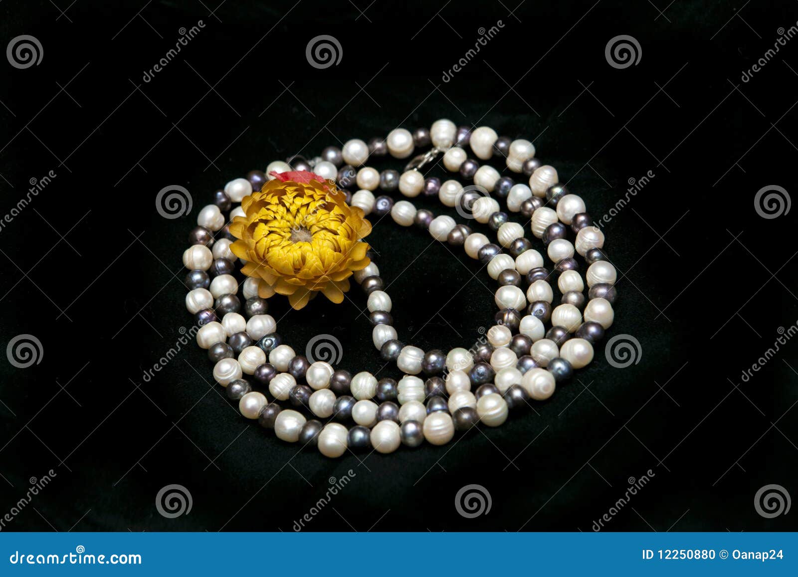 Pearl Necklace Isolated on Black Background Stock Photo Image of