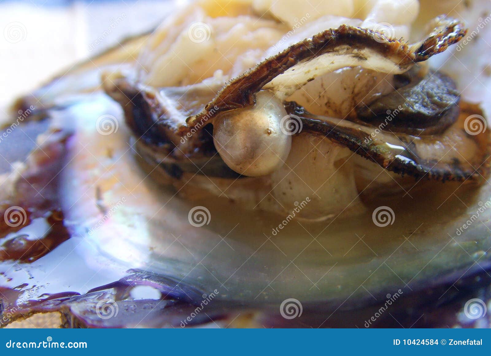 Pearl in oyster stock photo. Image of glow, food, bivalve 10424584