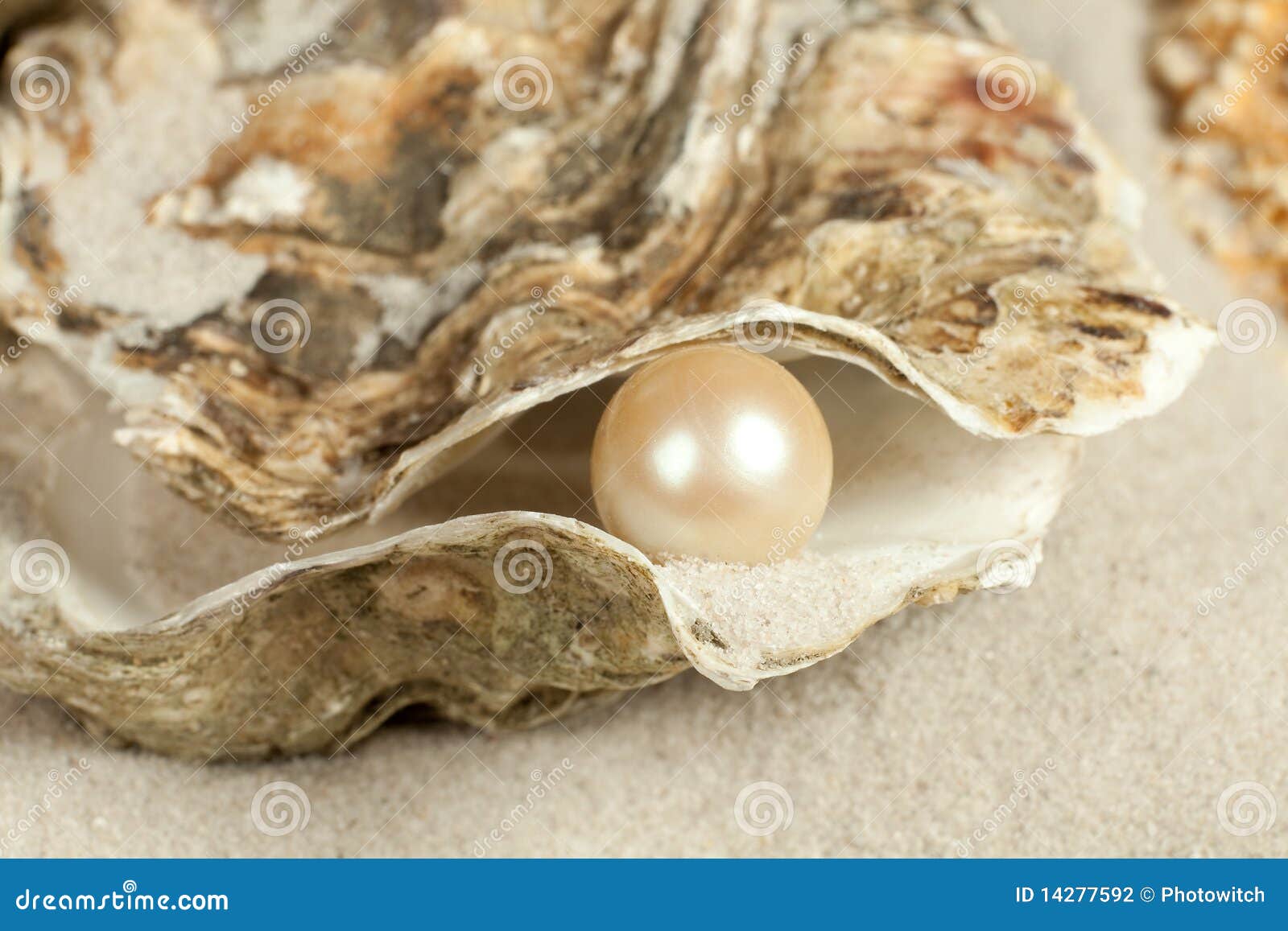 Pearl in oyster stock photo. Image of cockle, beach, shore 14277592