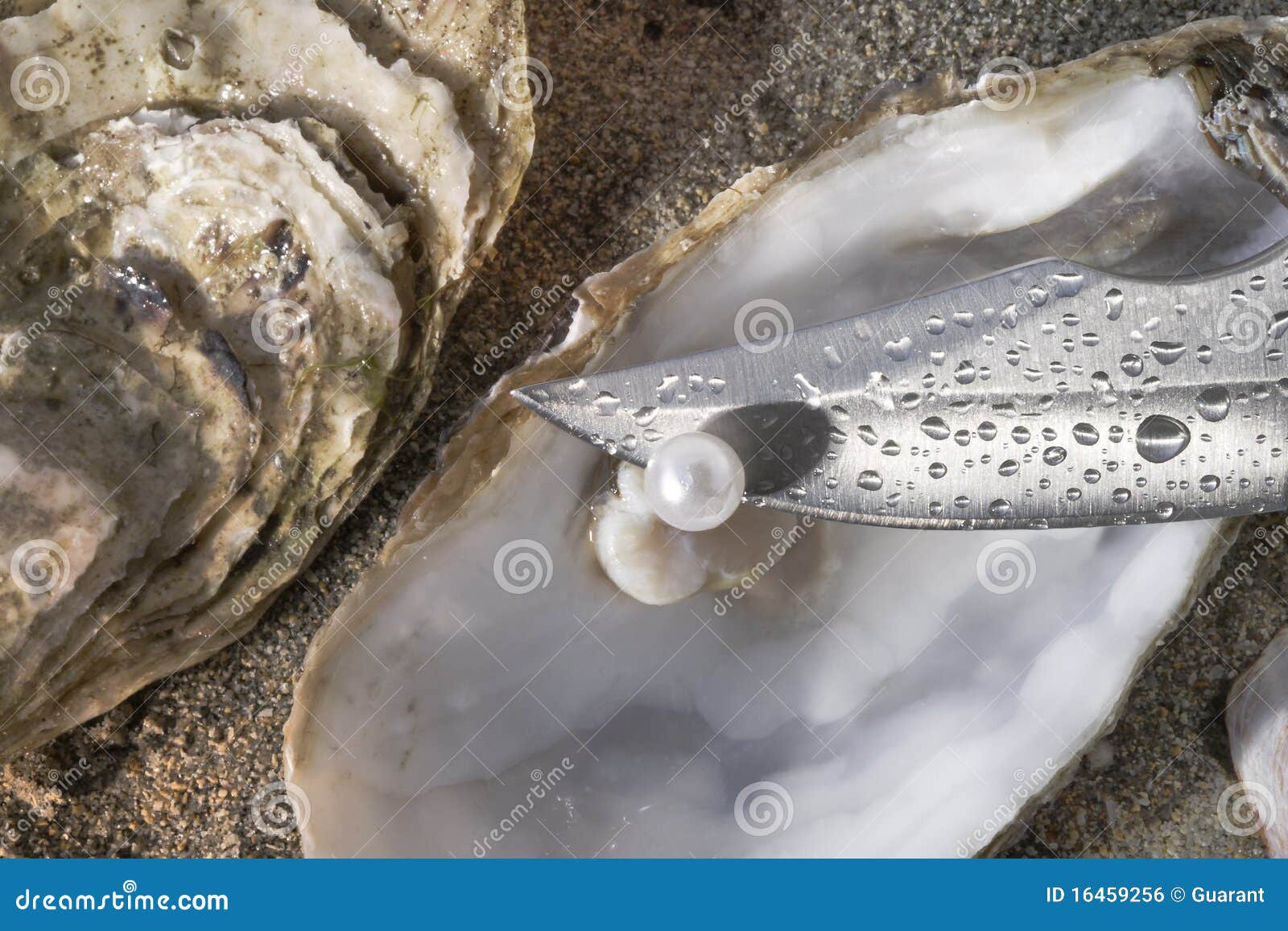 pearl oyster and blade