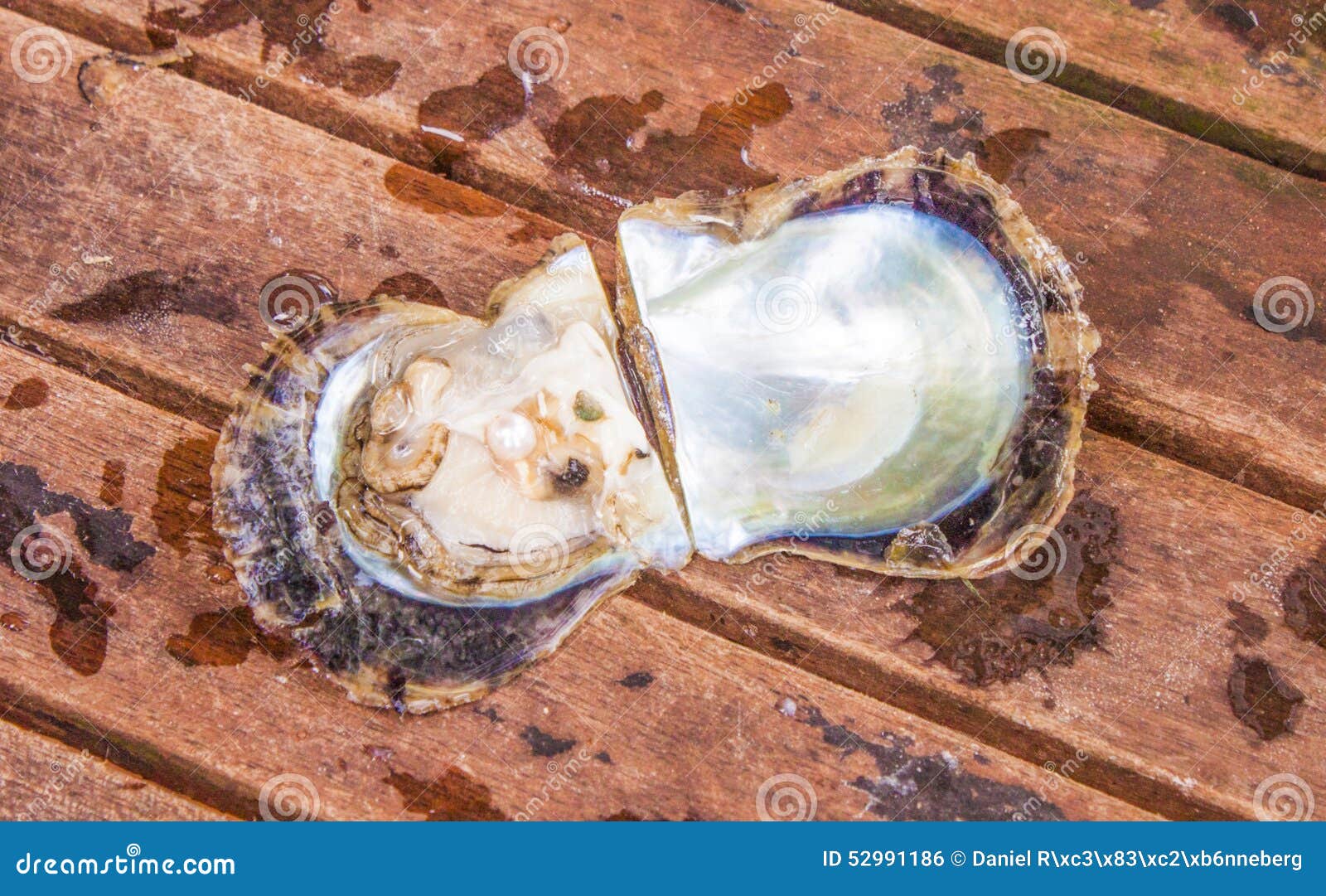 Pearl in oyster stock photo. Image of jewelry, summer - 52991186