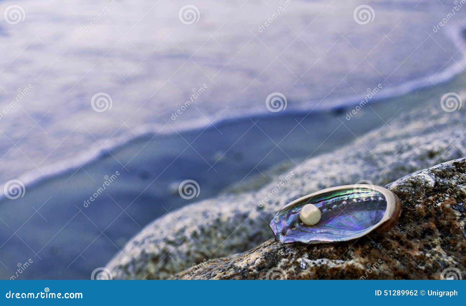 Pearl oyster stock photo. Image of seashell, exotic, marine 51289962