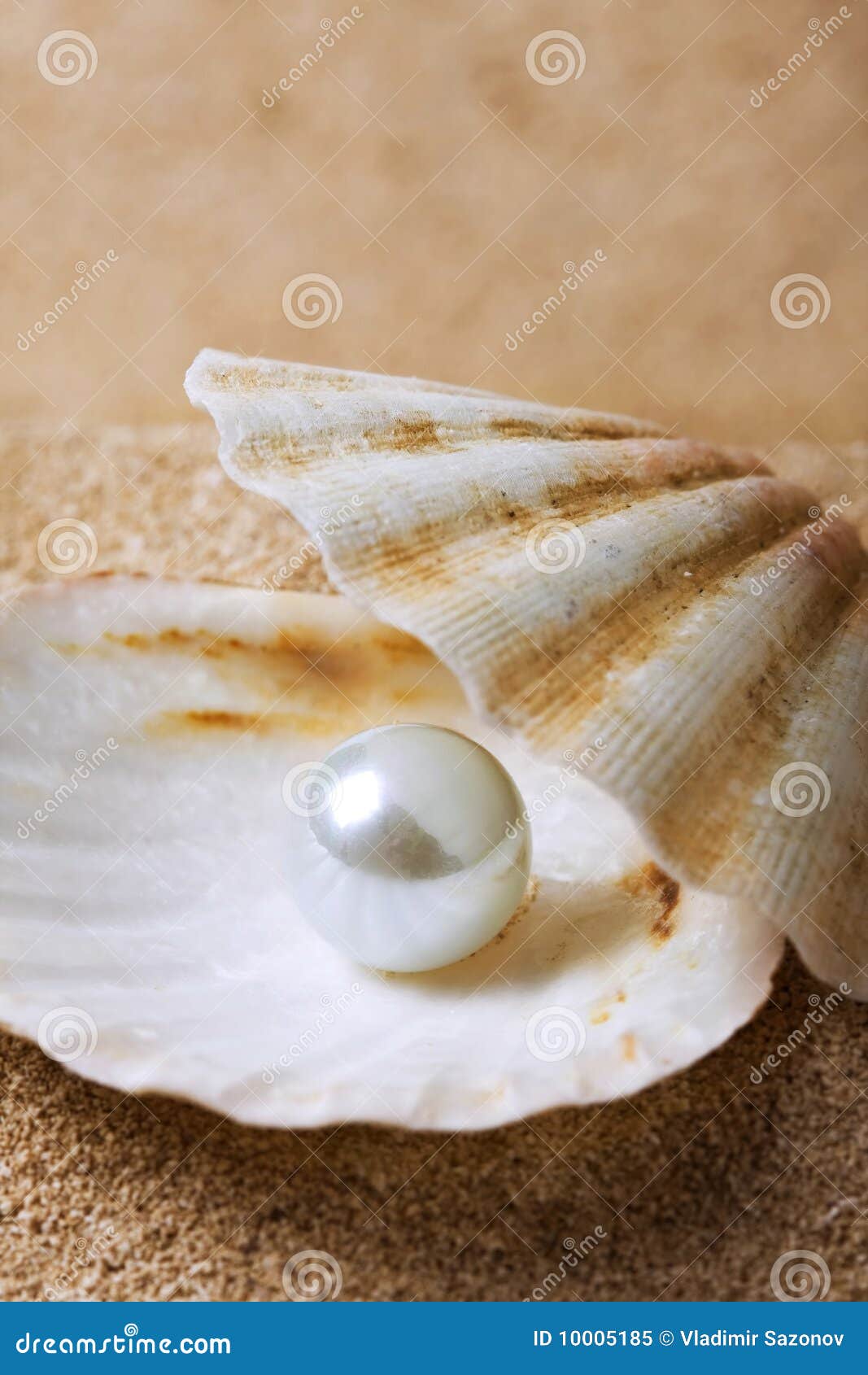 Pearl on the seashell stock image. Image of seaside, ocean 10005185