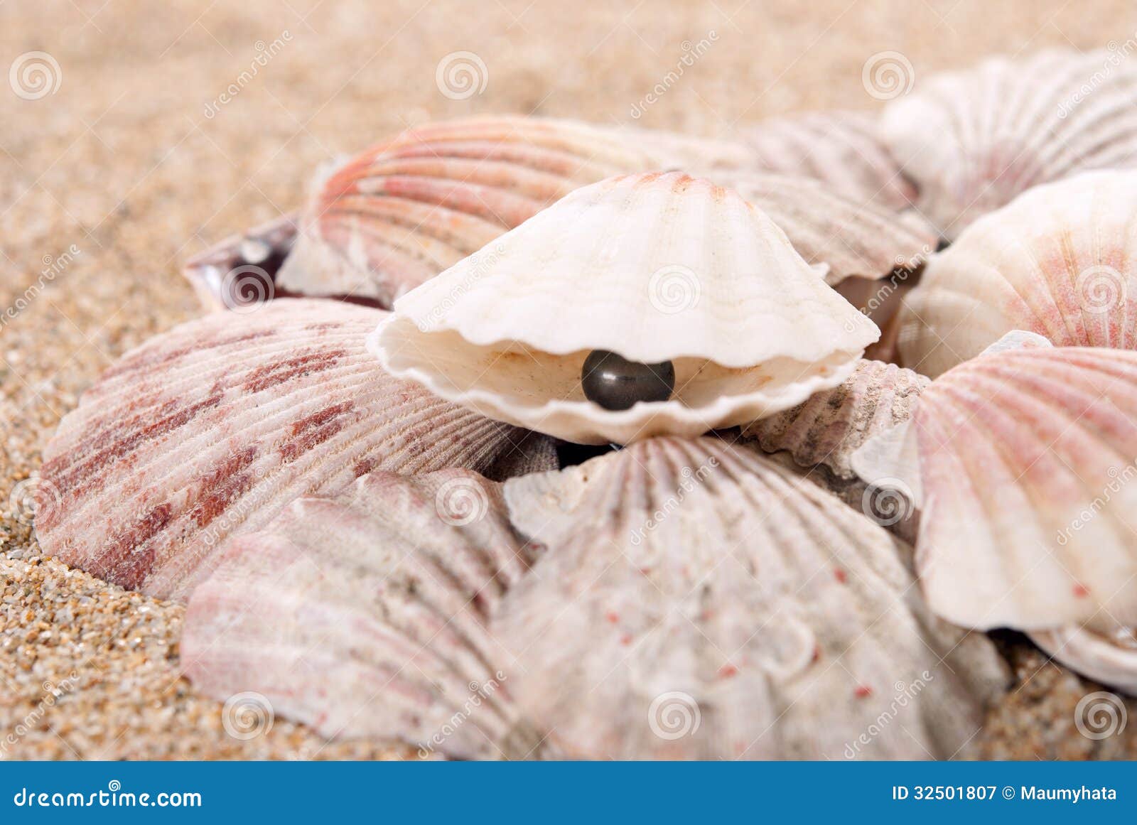 Pearl on the seashell stock image. Image of shell, colored 32501807