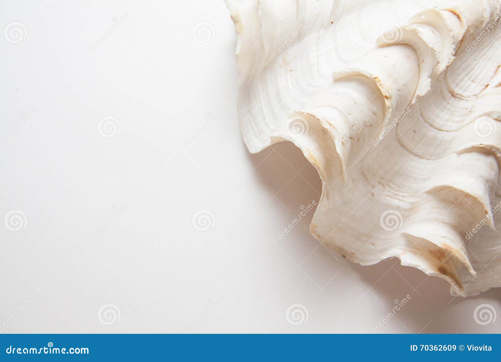 Oyster Anatomy Stock Photos Free & RoyaltyFree Stock Photos from