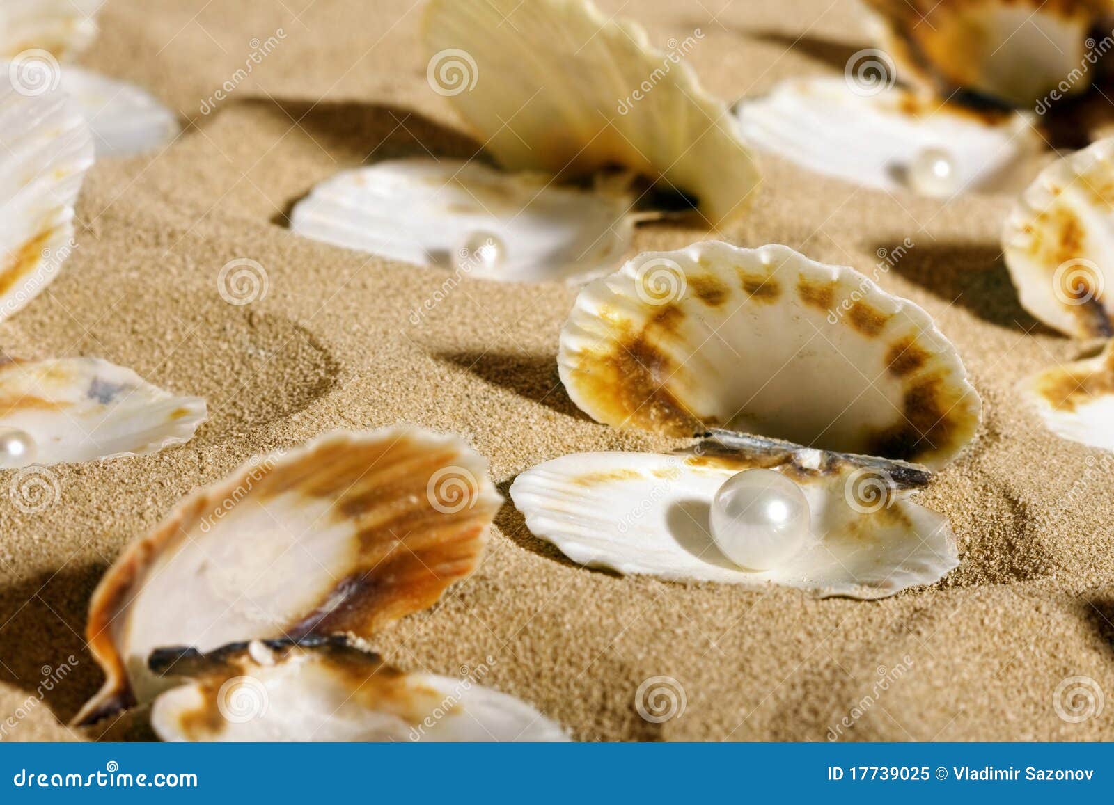 Pearls in the seashells stock image. Image of ridge, environment 17739025