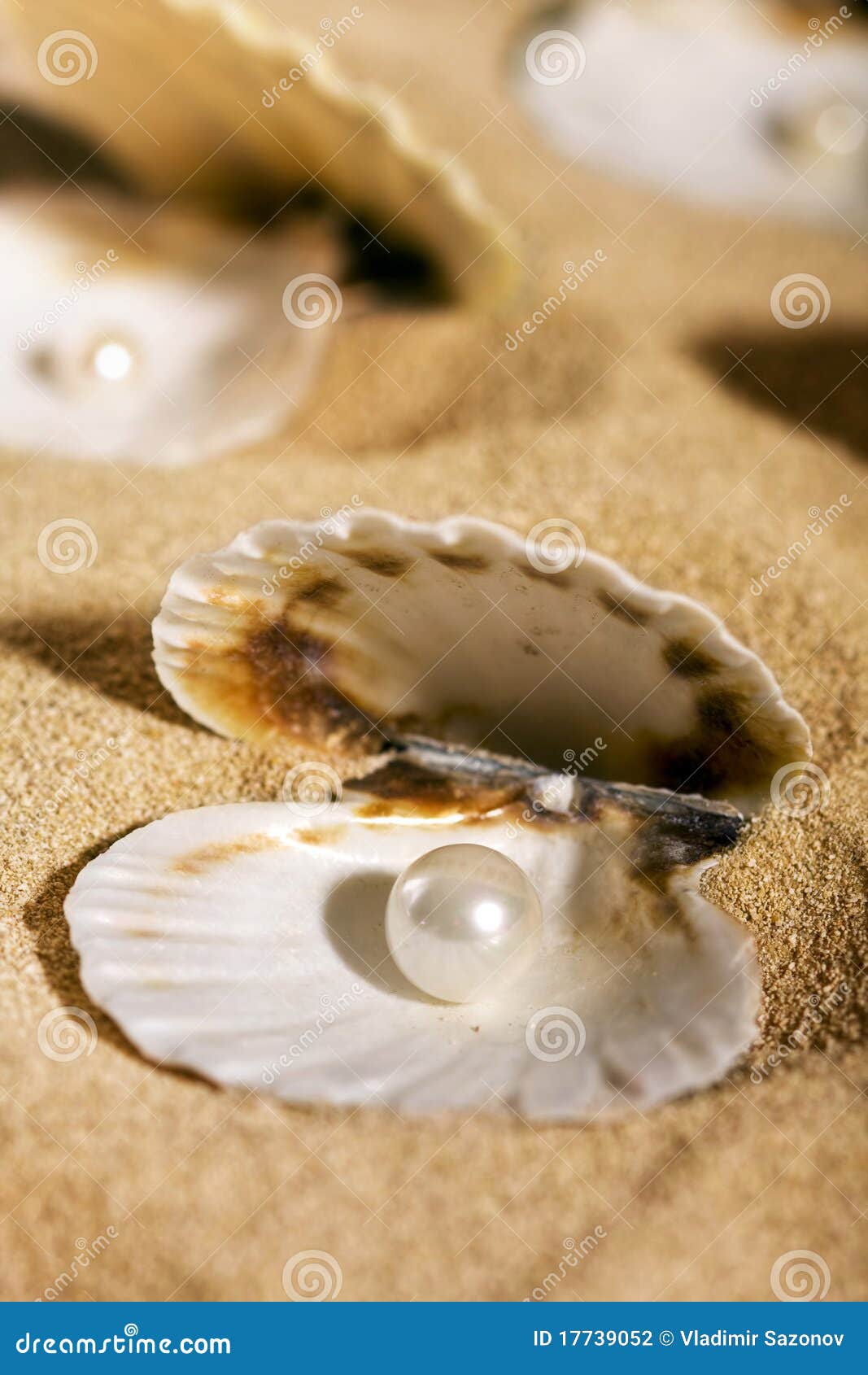 Pearls in the seashells stock photo. Image of seashell 17739052