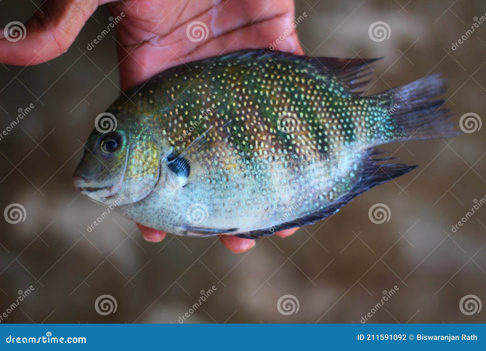 Pearl spot (Etroplus suratensis)