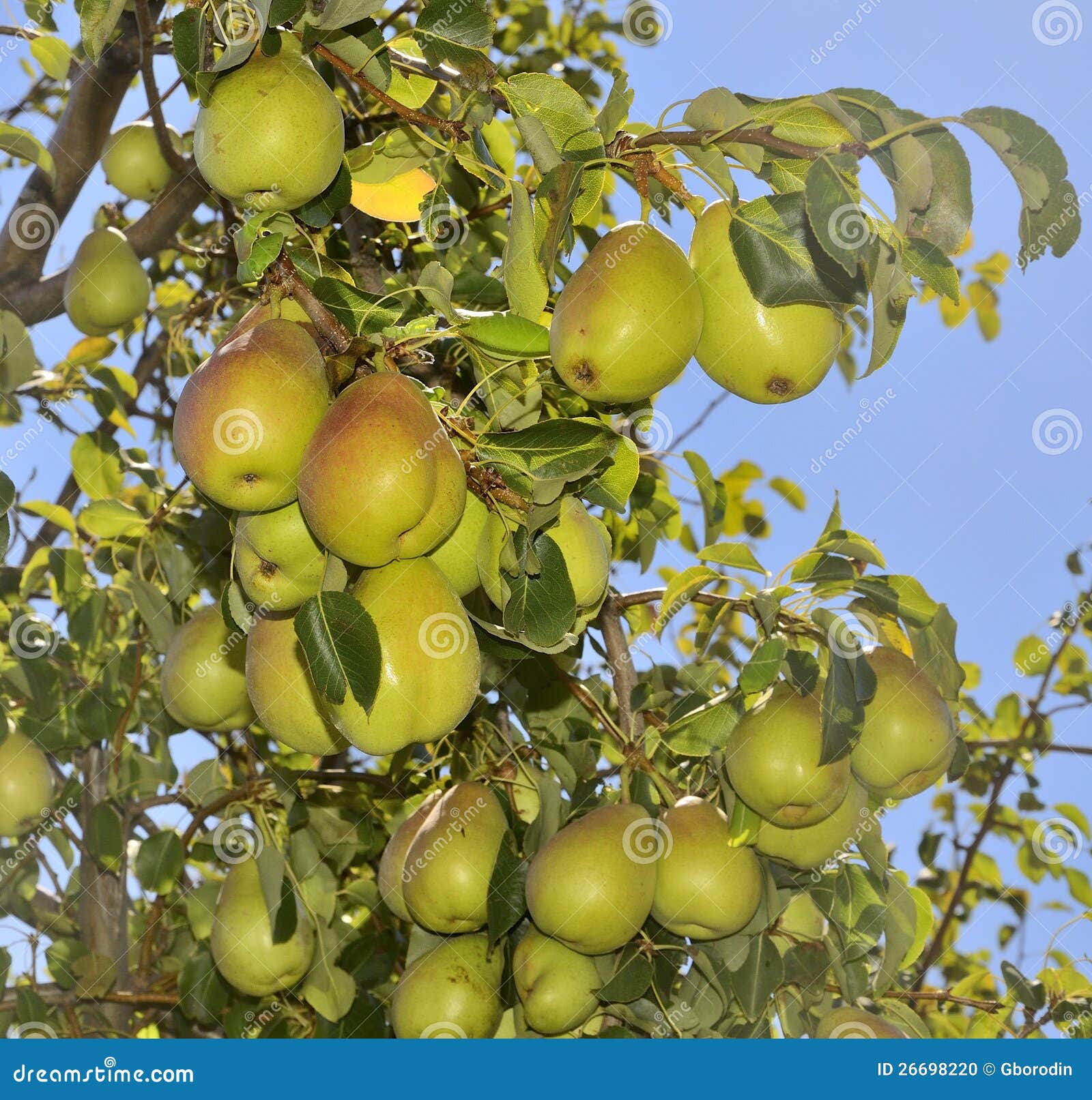 Pears stock photo. Image of ripe, garden, orchard, fertility 26698220
