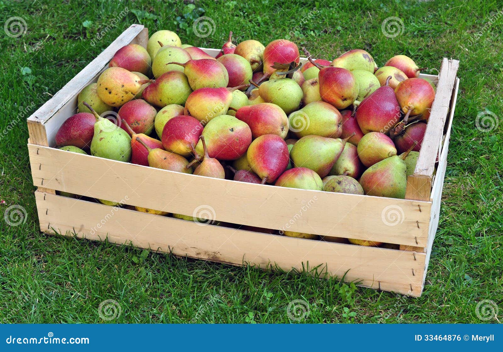 Pears fruit crop yield stock photo. Image of pile, nature 33464876