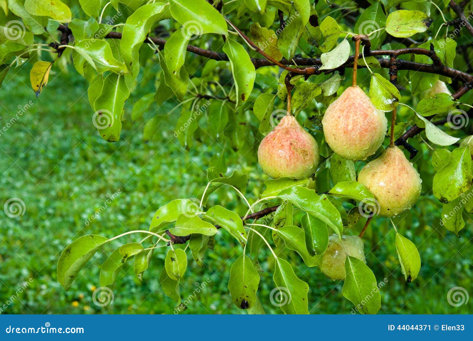 Pears on the tree branches