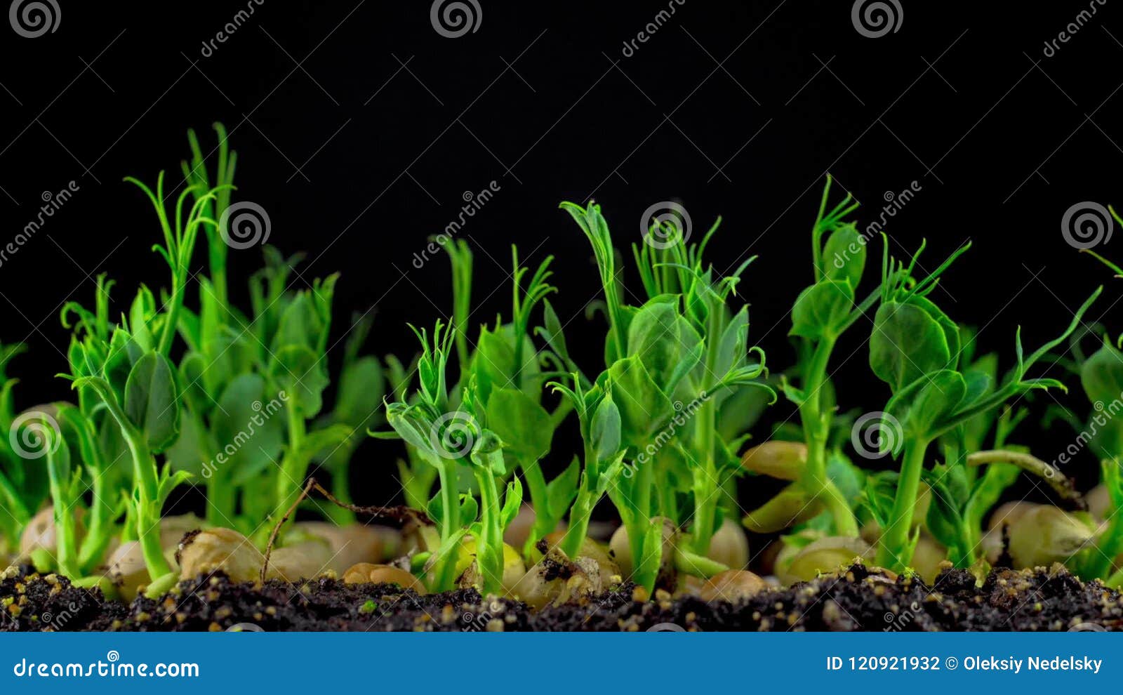 Peas Beans Germination on Black Background Stock Footage Video of