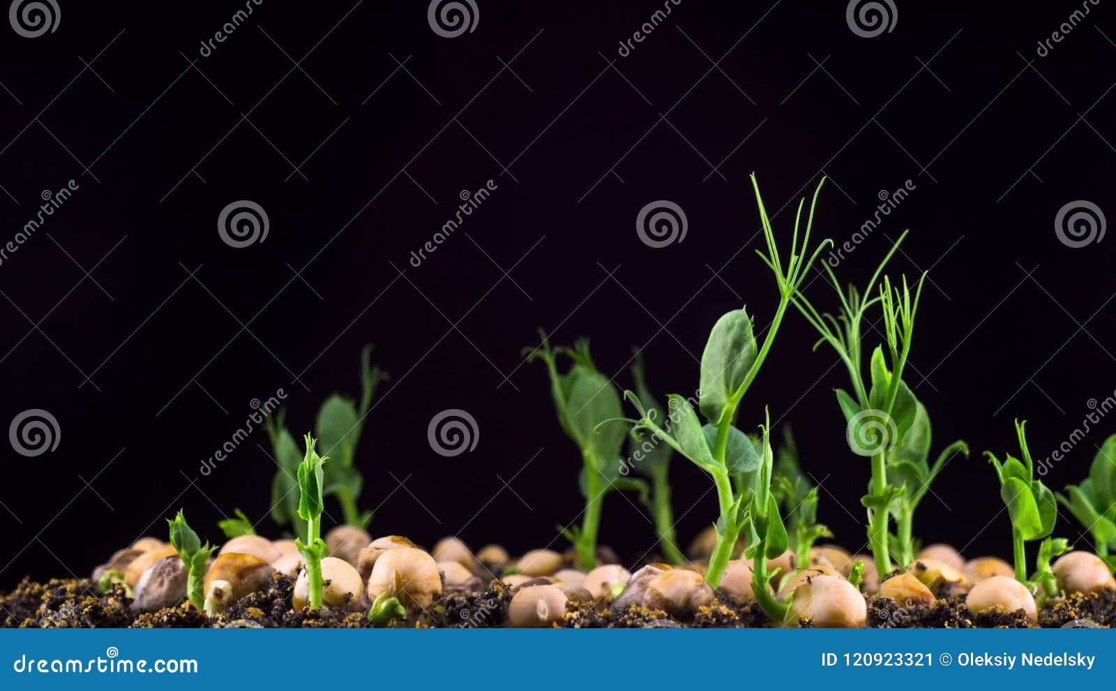 Peas Beans Germination on Black Background Stock Video Video of beans