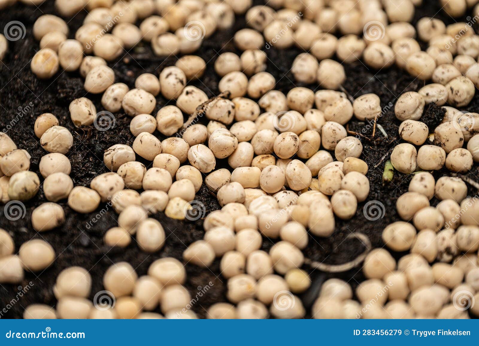 Peas on Earth about To Germinate.. Stock Image Image of beans