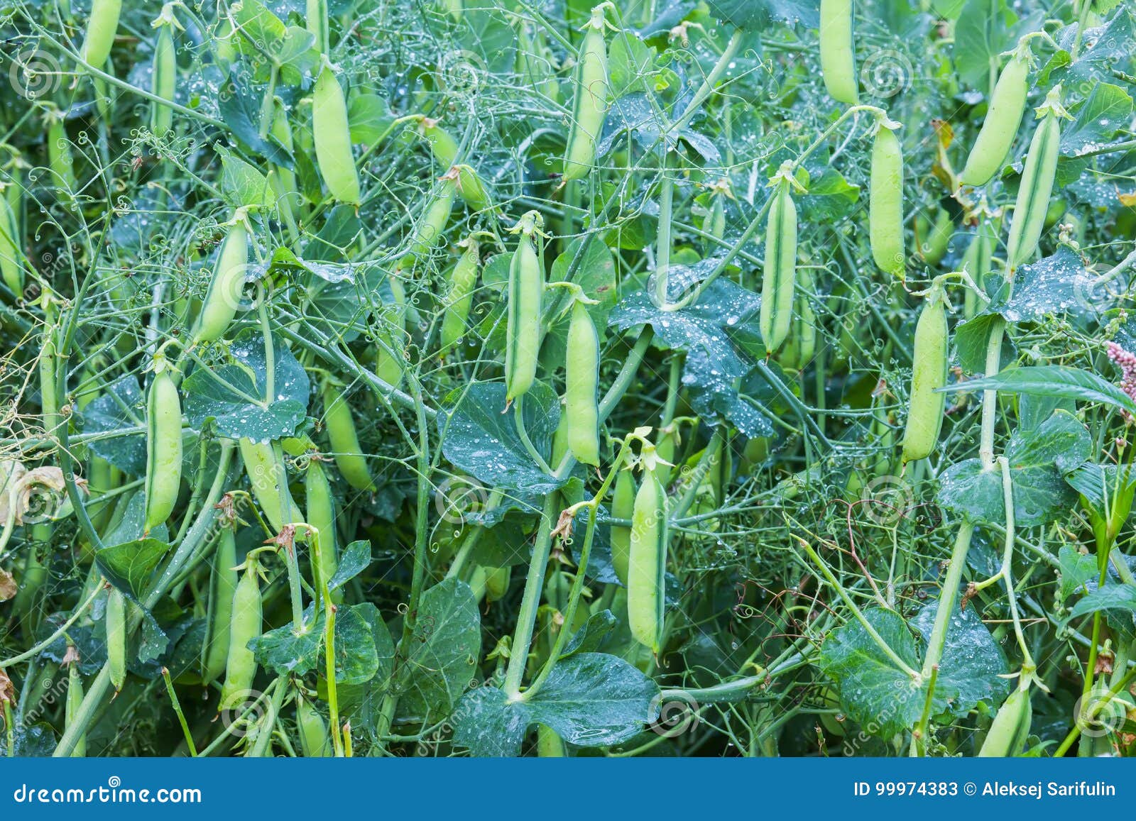 Peas at the field stock image. Image of growing, fresh 99974383
