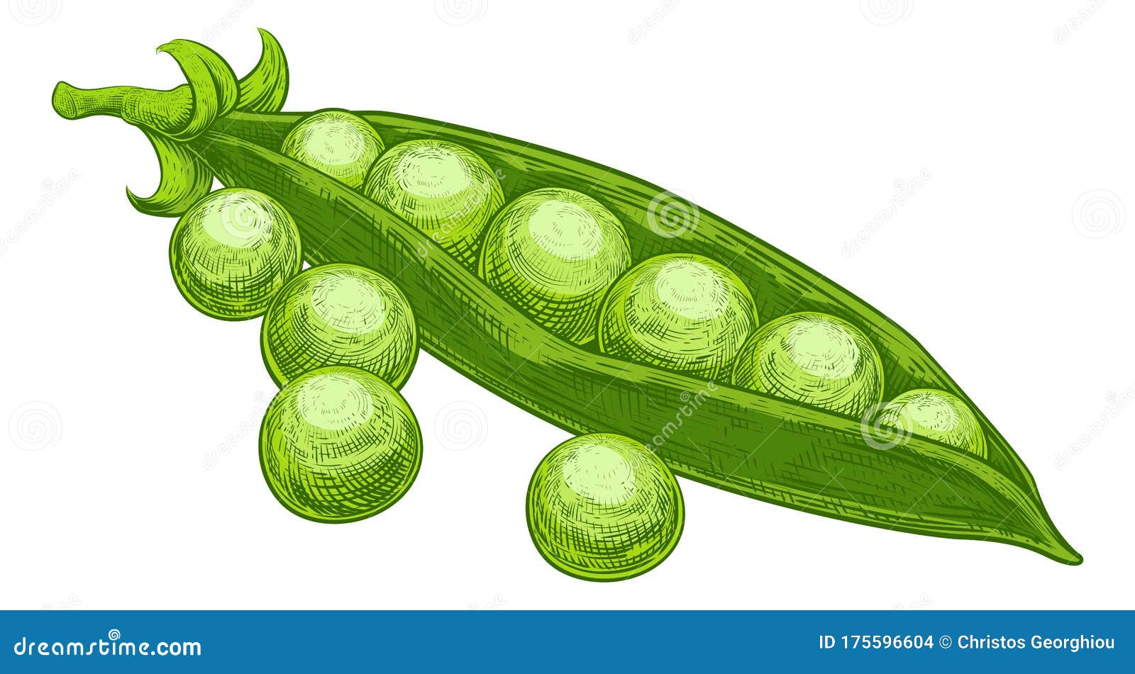 Download Peas Garden Green Sweet And Pod Vintage Woodcut Stock ...